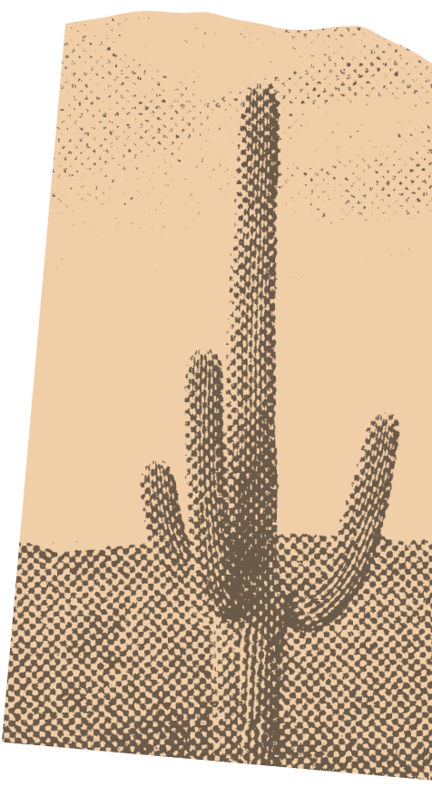 vintage cactus photo